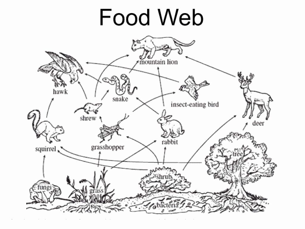 50 Food Chains And Webs Worksheet Chessmuseum Template Library Food Web Food Chain Food Webs Projects