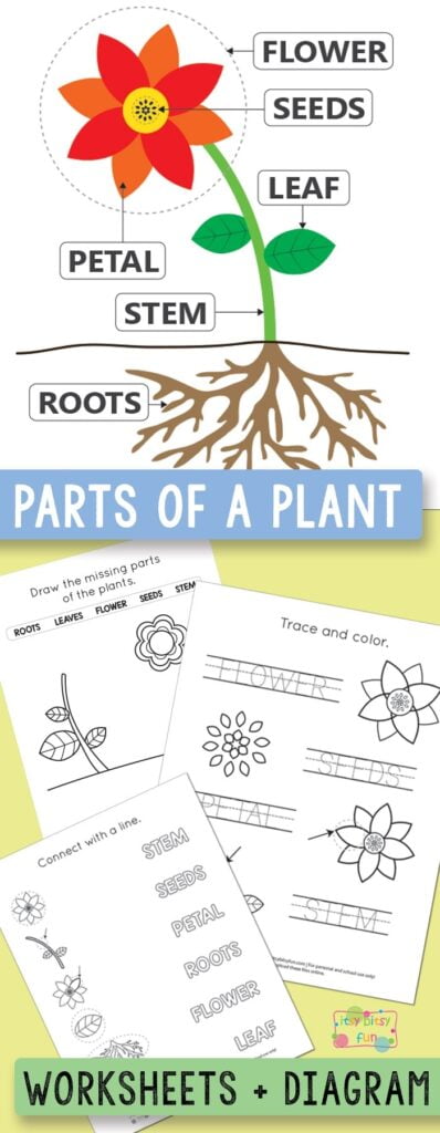 Free Printable Parts Of A Plant Worksheets Itsybitsyfun
