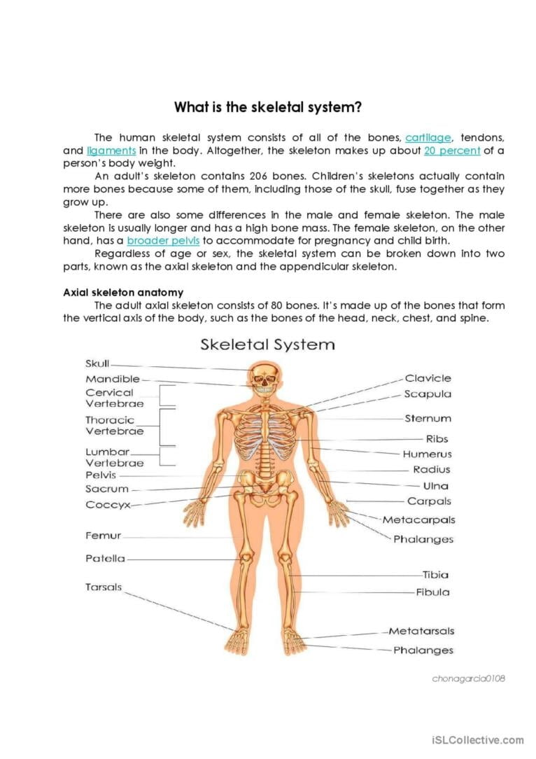 Skeletal System English ESL Worksheets Pdf Doc