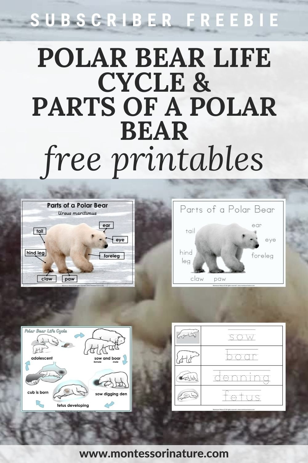 Polar Bear Reading Comprehension Worksheets Free Printable Pdf