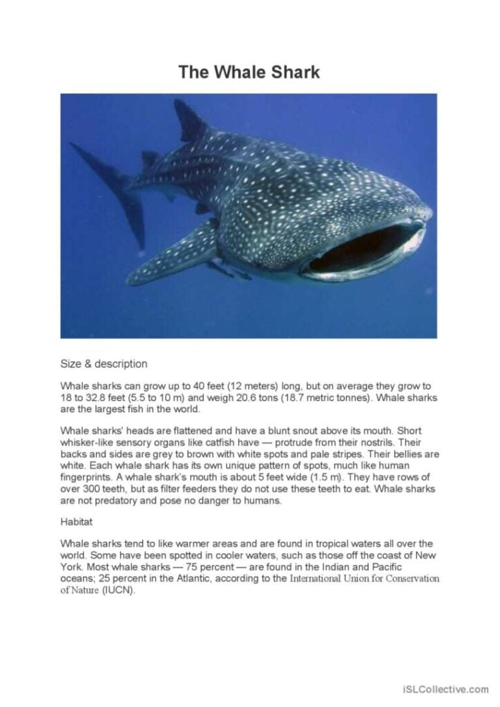 THE WHALE SHARK Reading For Detail English ESL Worksheets Pdf Doc